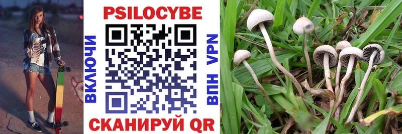 Псилоцибиновые грибы Psilocybine cubensis  KRAKEN ссылки  Елизово  купить наркотик 